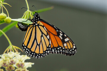 A monarch butterfly sitting on a milkweed or swan plant