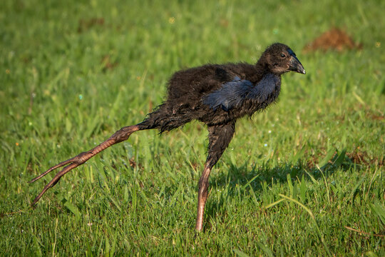 A baby New Zealand native pukeko bird stretching it's leg