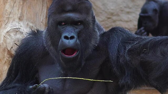 adult primate chews food in zoo.big black monkey looking around close up