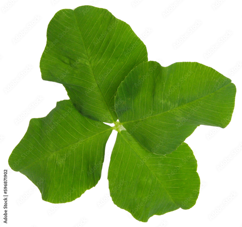 Poster shamrock clover plant transparent PNG