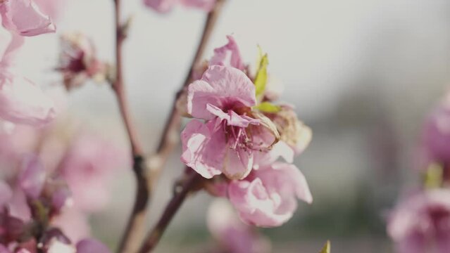 Pink flowers on the blue sky background