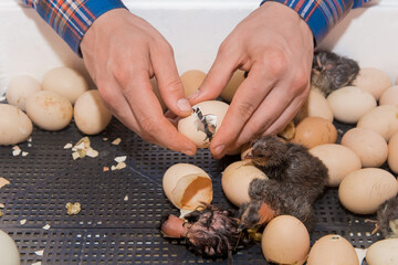 Farmer's hands close-up helping to hatch a chick chicken bird from a hatching egg incubator