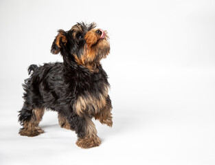 Playful Yorkie puppy on a white background looking up and hoping
