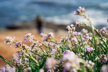 Flowers By the Ocean Coast