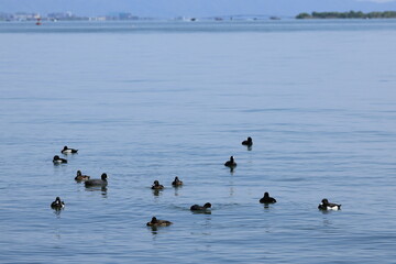 琵琶湖岸の春景色（Spring view of Lake Biwa shore）