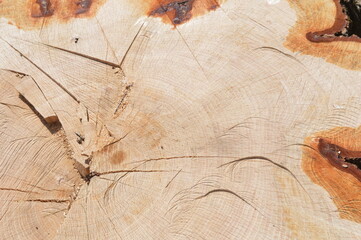 Oak tree wood splice