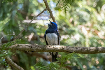 枝にとまるオオルリ