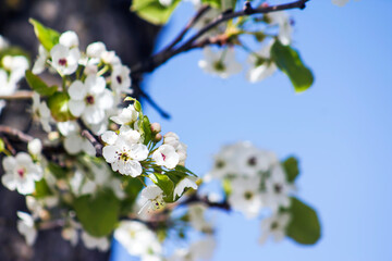 Fototapeta premium Beautiful, Spring White Blooms on a Tree Branch Blue Sky Background, Border, Baby Shower, Brunch, Garden Party, Birthday, Border, Background, Backdrop, Flier, Poster, Ad or Wallpaper