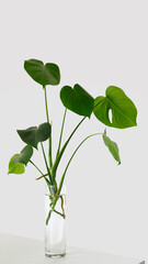 Monstera house plant rooted cutting in glass of water on white background