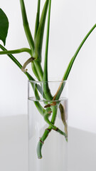 Monstera house plant rooted cutting in glass of water on white background