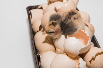 Newborn chicken little cute small chick in eggshell pile on white background, close up