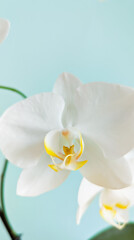 White orchid flower on blue backgroud