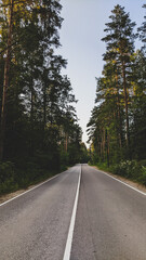 Fototapeta na wymiar Long asphalt road passing through the trees in pine forest