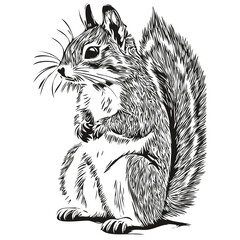 Vector image of silhouette of a squirrel on a white background, baby squirrel.