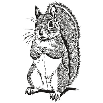 recommend clip art: squirrel vector illustration line art drawing black and white baby squirrel.