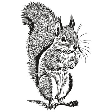 Vintage engrave isolated squirrel illustration cut ink sketch baby squirrel.