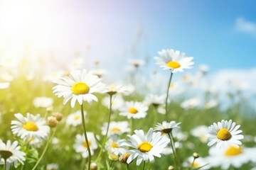 Fototapeta na wymiar Beautiful blurred spring floral background nature with blooming glade of daisies and blue sky on sunny day.