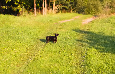 Frienfly adult dog on the green field in summer day.