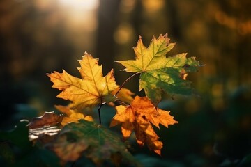 Fototapeta premium Natural autumn background with golden yellow and orange maple leaves glowing in the sun on a gentle blurry light green background. AI generative