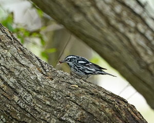 Black and White Warbler eating insect