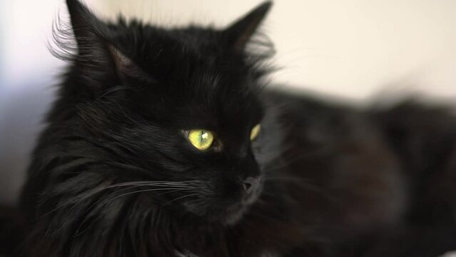 Lying black cat looks around. Pets.