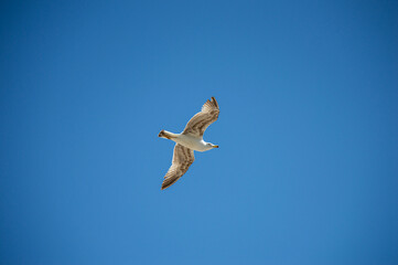 Seagull in the blue sky