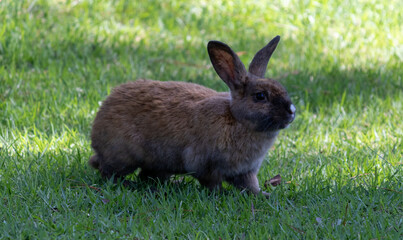 Bunny roaming the park freely.