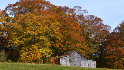 Autumn Limbs Overhang Rustic Wooden Barn