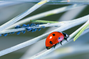 The seven-point ladybug