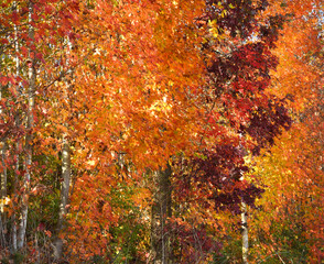 Background of Orange and Red Autumn Foliage