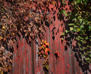 Background Red Wooden Fence and Leaves