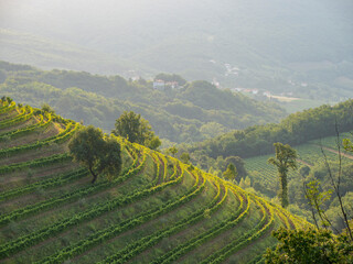 Ridge of terraced vineyard with perfectly aligned vines glows in golden light