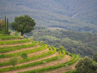 Fototapeta na wymiar Scenic wine country with beautifully aligned vine trellises on terraced hills