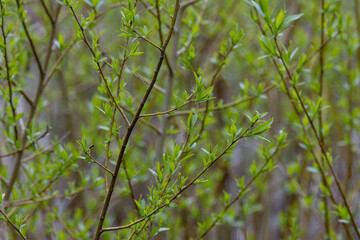 Leafy background. Fresh green shoots.