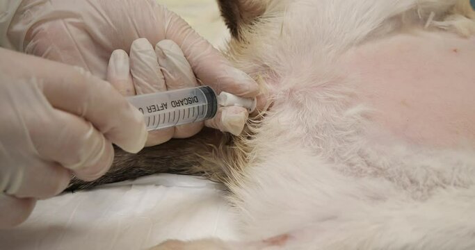 A cat with obstruction of the urethra by urinary stones undergoing catheterization. The veterinarian takes a urine sample through a urinary catheter with a syringe. Urolithiasis in a cat.