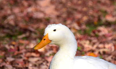 Curious Duck is Surrounded by Red Autumn Leaves