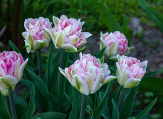 Foxtrot tulips flowering in spring. Delicate, soft pink Tulip with green leaves. Pink double tulip, blooming in spring garden.