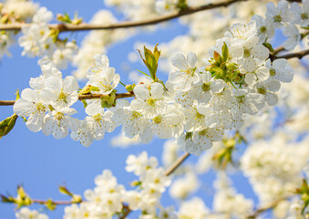 Obraz premium Branches of blossoming Cherry with soft focus on gentle light blue sky background in sunlight. Beautiful floral image of spring nature view.