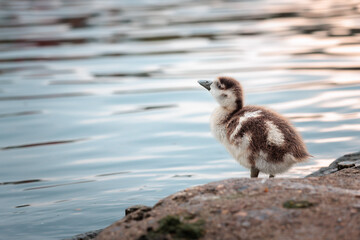 Baby Egyptian Goose next to riverside, spring, daytime