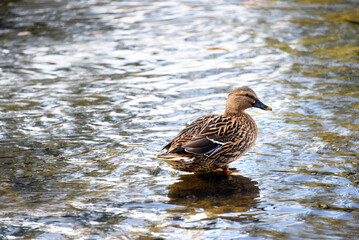 Fototapeta premium Female Mallard Duck Rests in Water