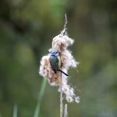 Blue tit taking away part of the seed head of a bullrush for its nest.