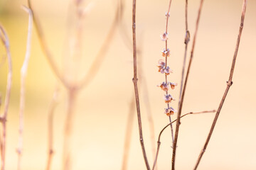 Branches in early spring time