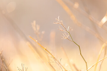 Winter grass in the glowing sunlight