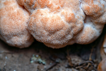 Hericium erinaceus Lion's-mane Mushroom © RJMendez