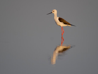 Black-winged stilt, Himantopus himantopus