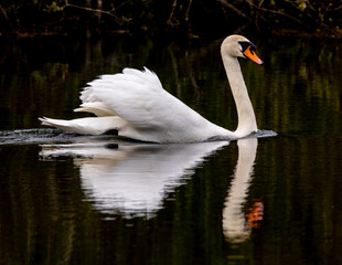 Mute swan reflected in the surface of a lake.