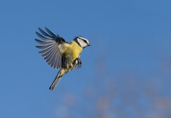 Blue tit, Cyanistes caeruleus
