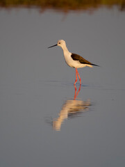 Black-winged stilt, Himantopus himantopus