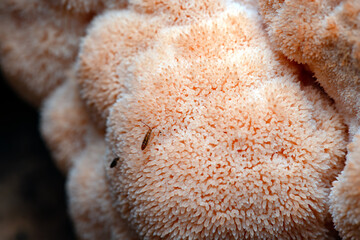 Hericium erinaceus Lion's-mane Mushroom © RJMendez