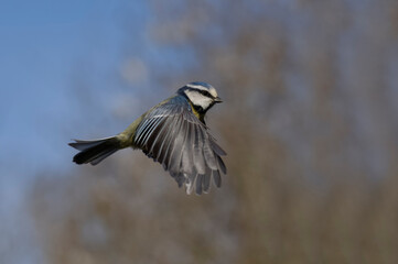 Blue tit, Cyanistes caeruleus